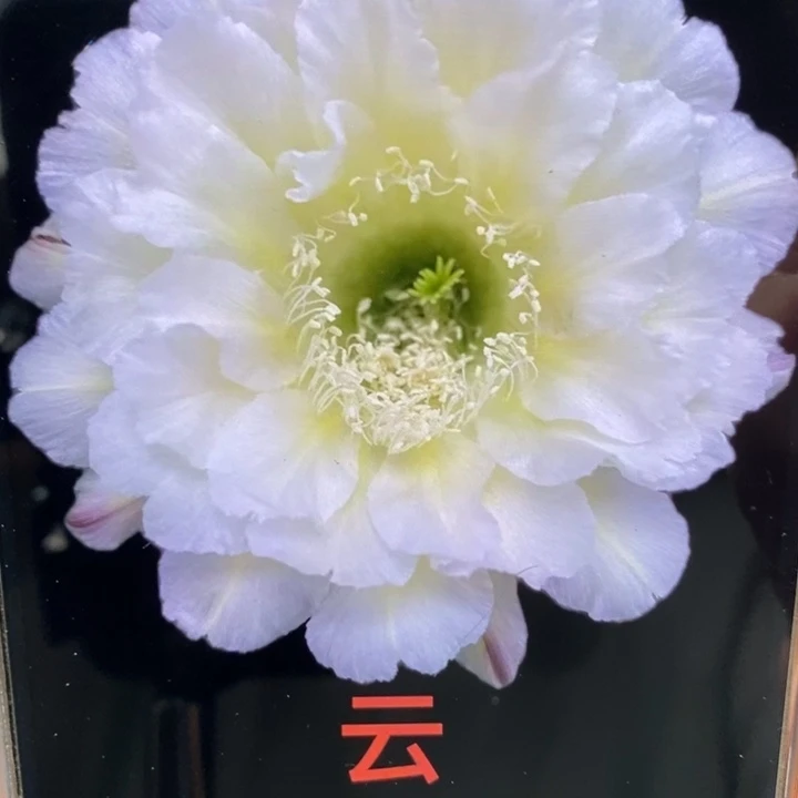 香香云侧芽3公分左右