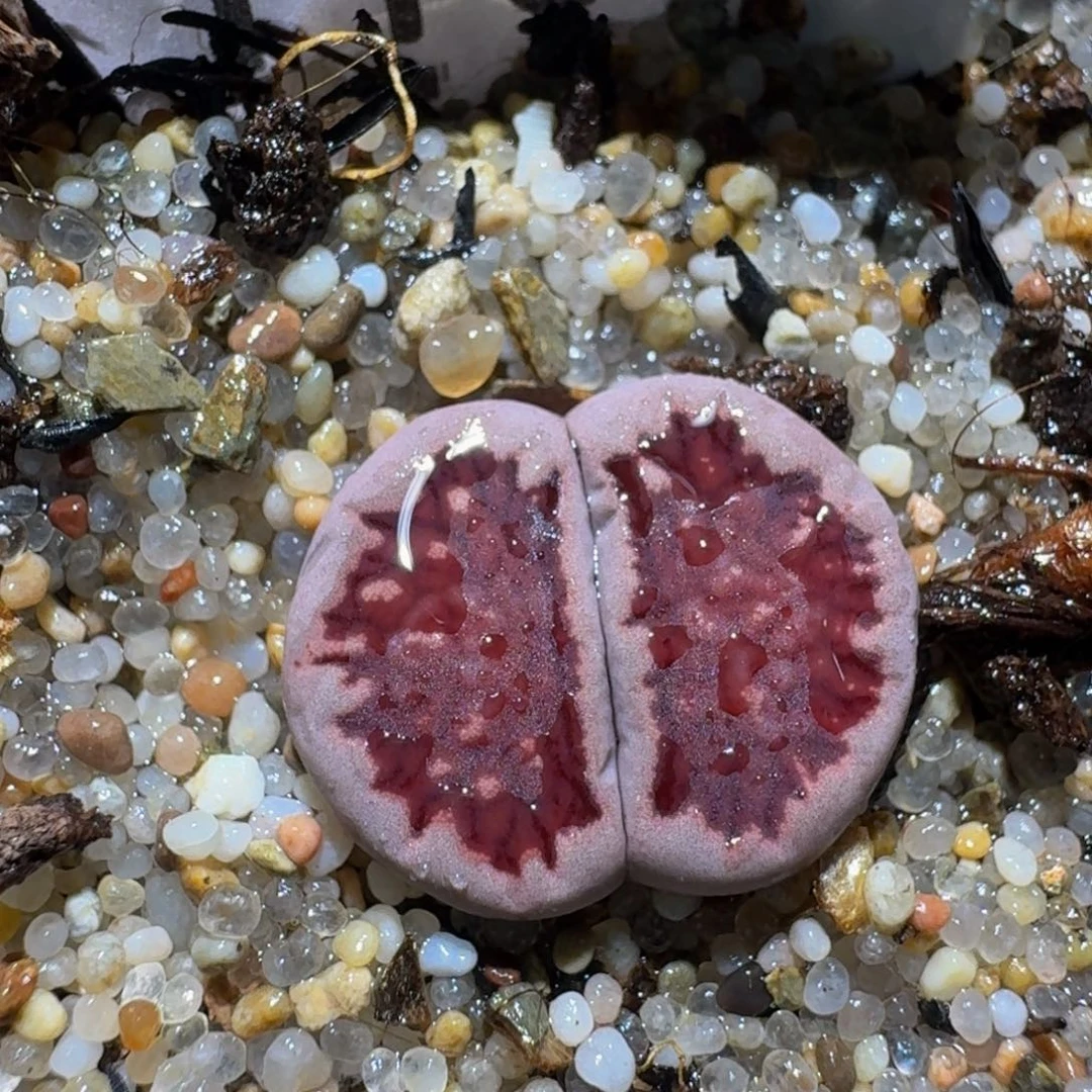 zzzz生石花肉锥1106紫菊