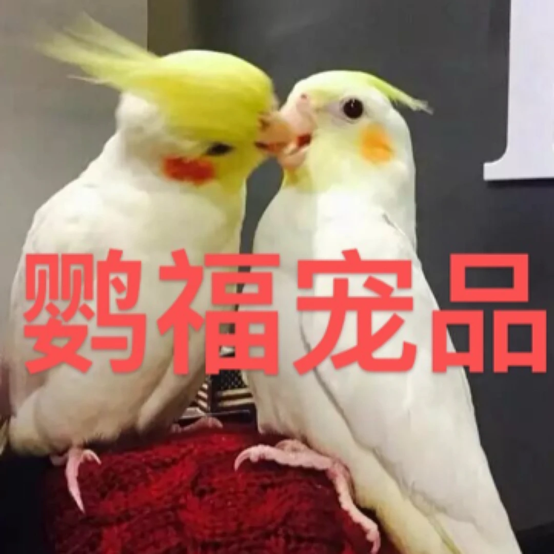 中小型鹦鹉活体宠物 玄凤鹦鹉雏鸟 手养玄凤亲人粘人可上手