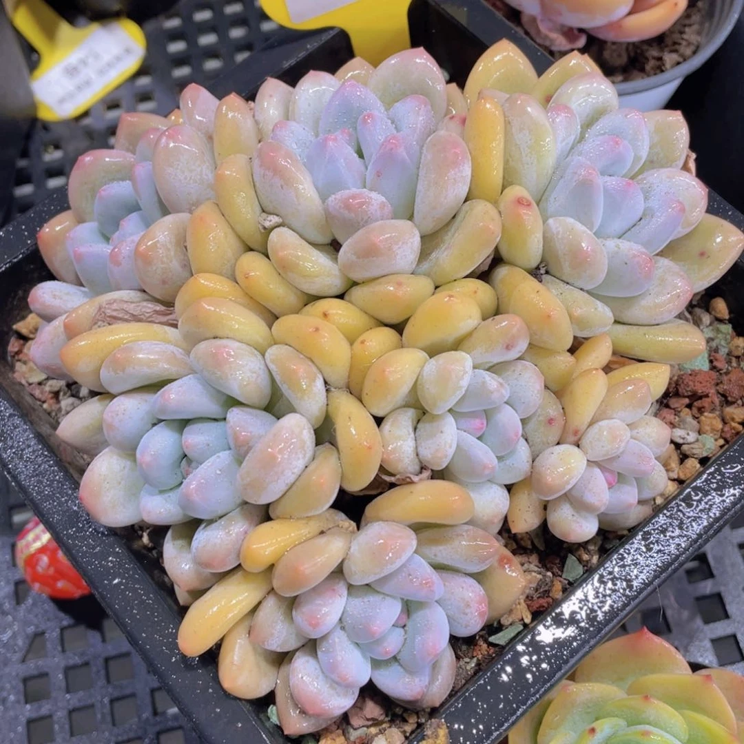 854号老桩大香水七头