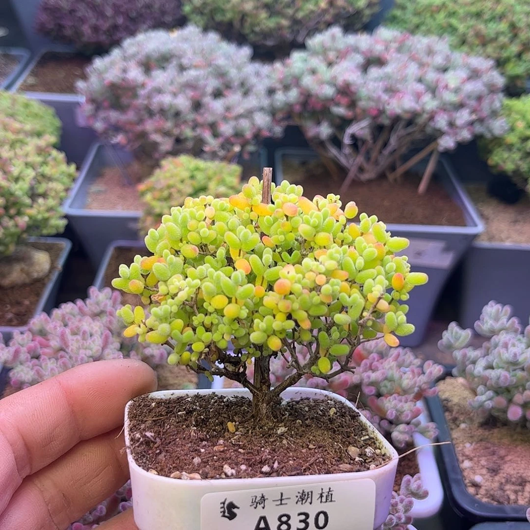 830蜜橘糖球枝干番杏