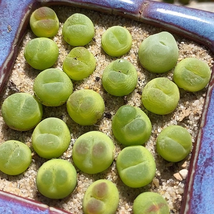 17521拉登样本一颗