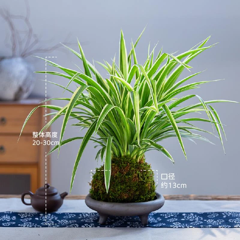 金边吊兰苔藓球盆栽桌面景观盆景植物绿植花卉四季常青室内阳台花