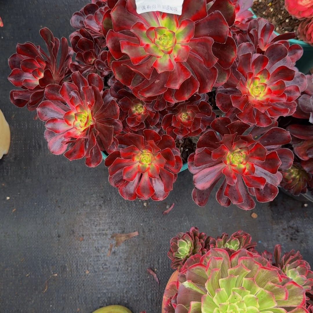 辣***爸948多肉植物法师号