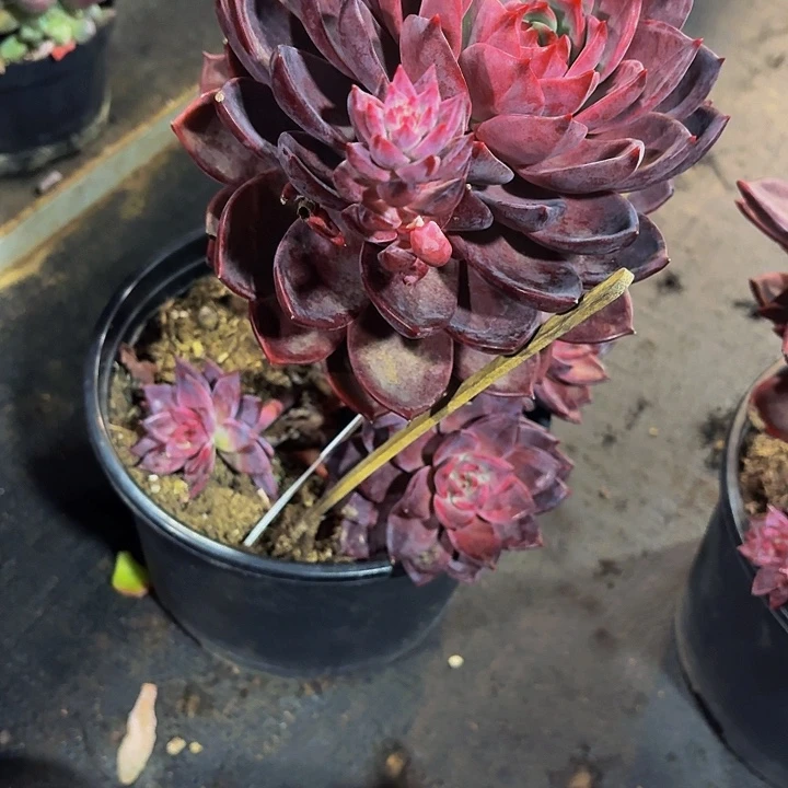 阳***露丽娟花卉红糖卡老桩