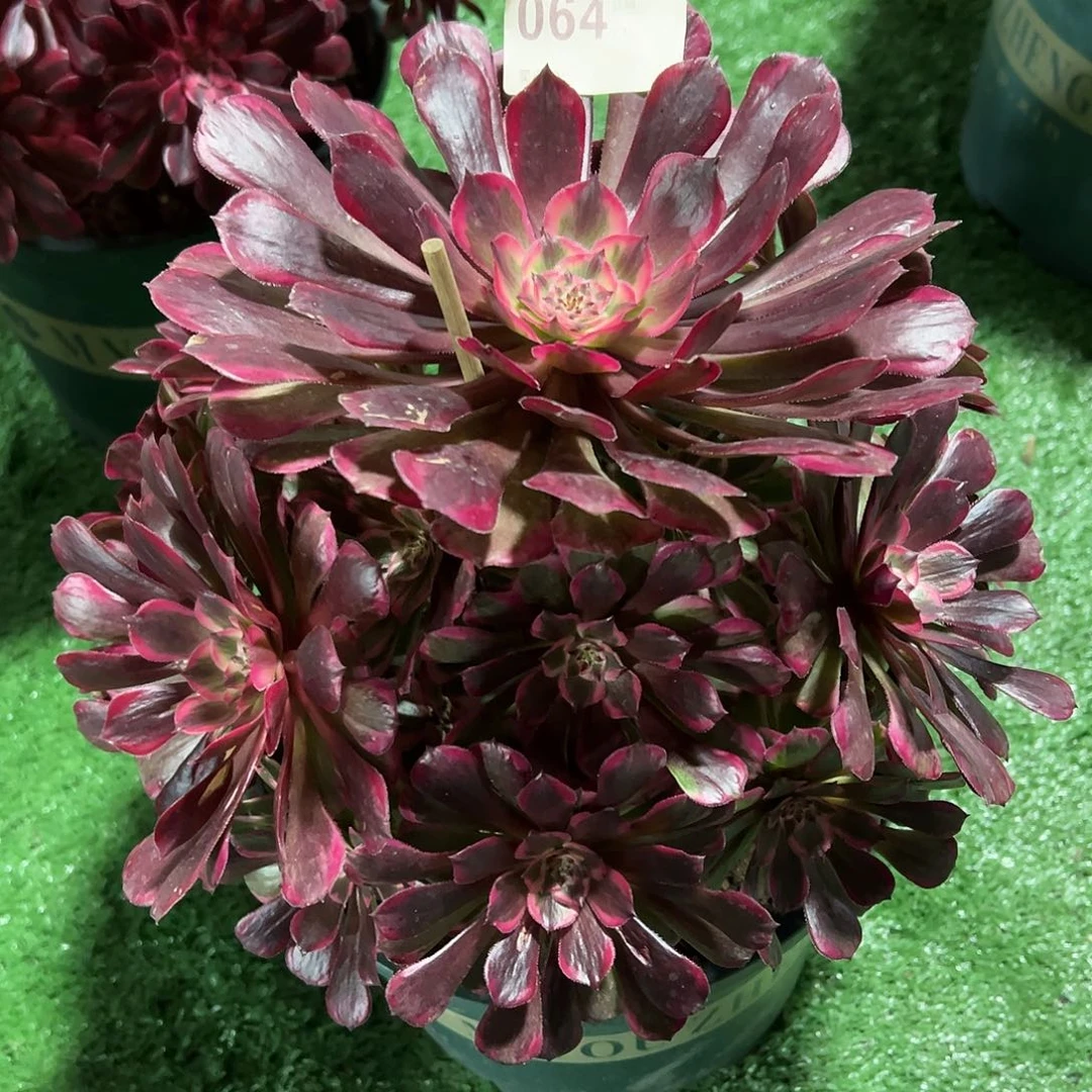 064霁月多肉法师植物