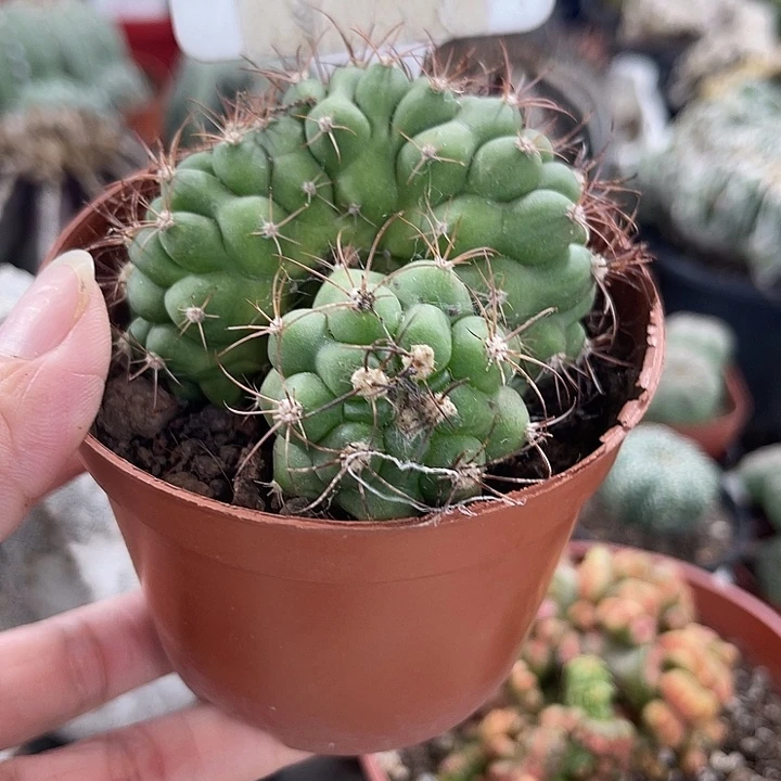 仙人球开花仙人球
