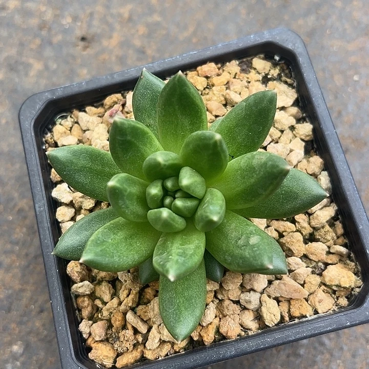 单头美人福利特福利