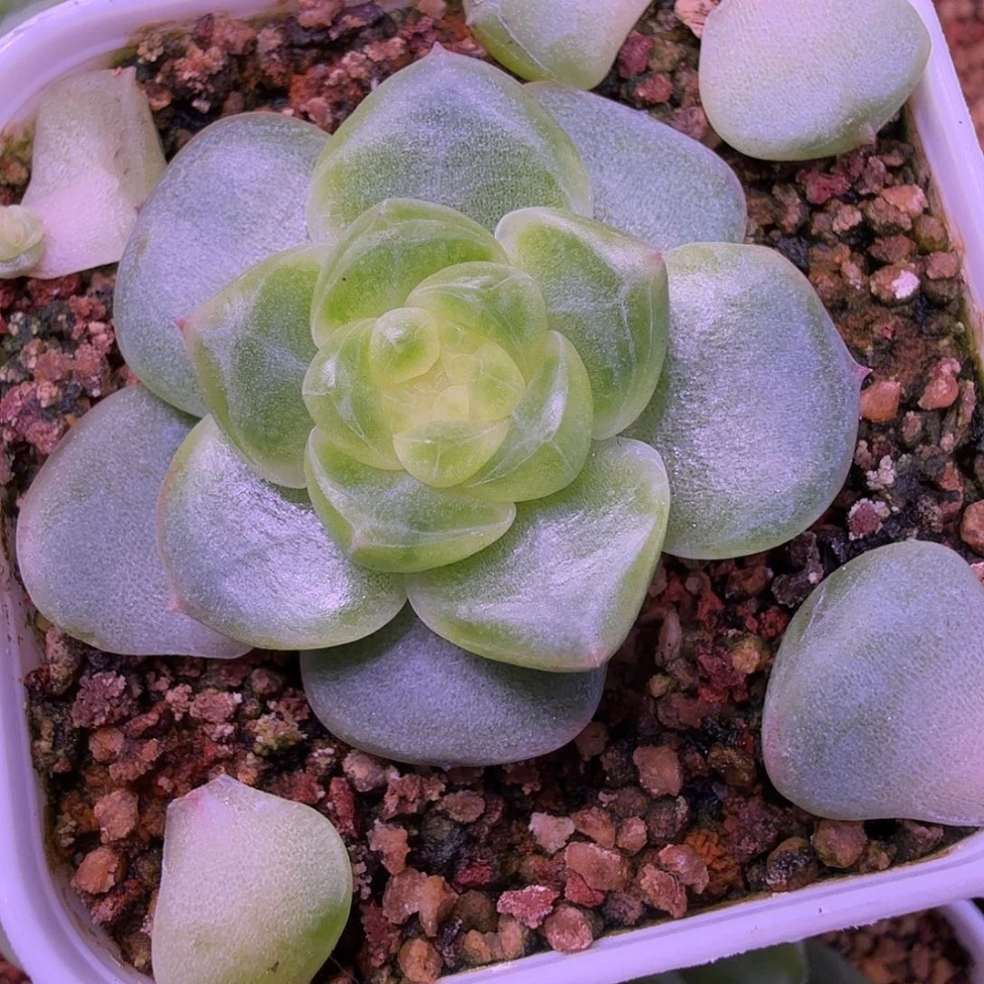 T17/109甜心一物一拍