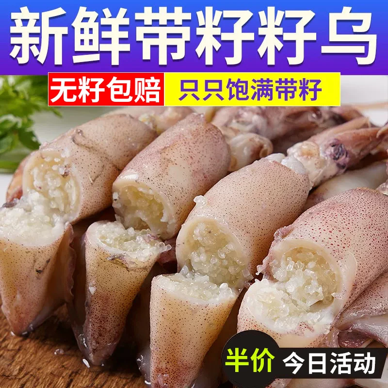 【冷链】满籽海兔4包40只 带籽籽乌笔管鱼满籽满膏