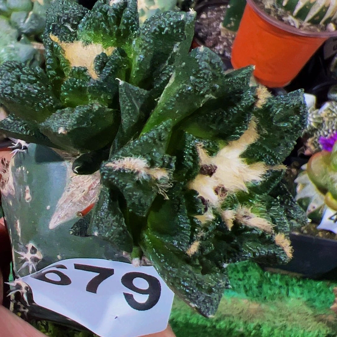 无花朵双头隔尤辛顿牡丹679