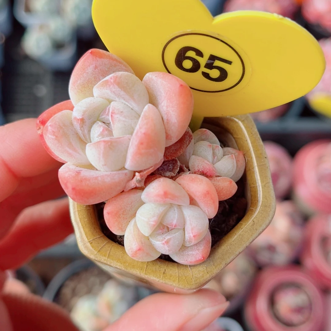 65号小老桩冰玉群