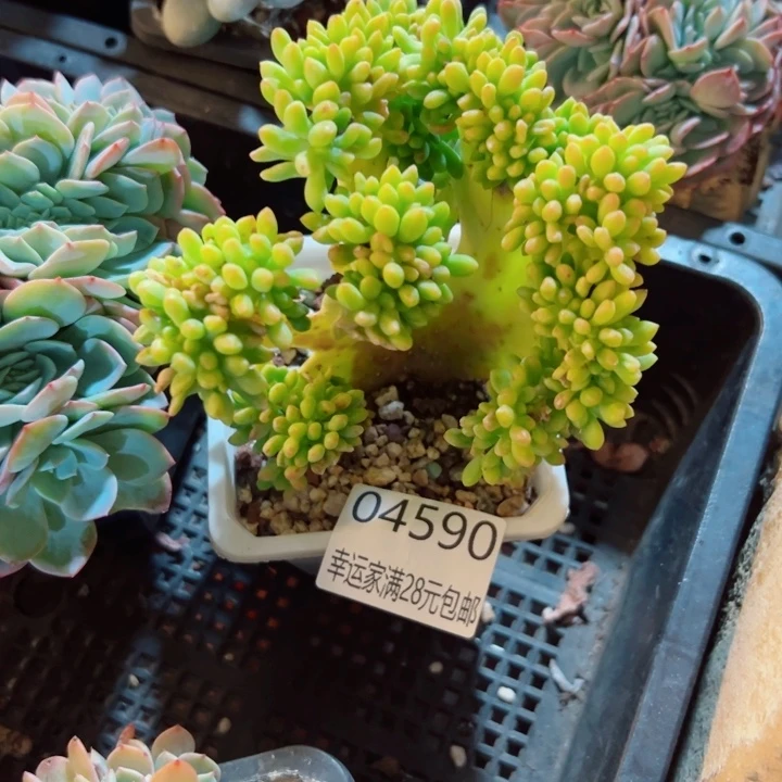 幸运的是我还没遇到你的
