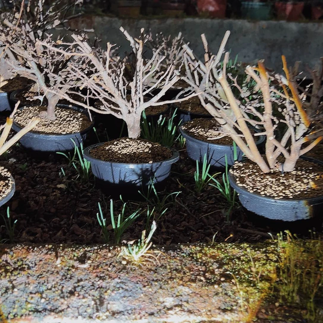 盆景红花一号长寿梅