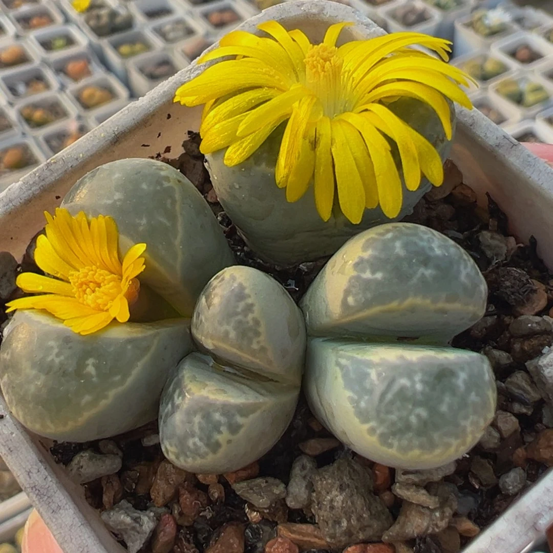 青瓷群多肉植物百科