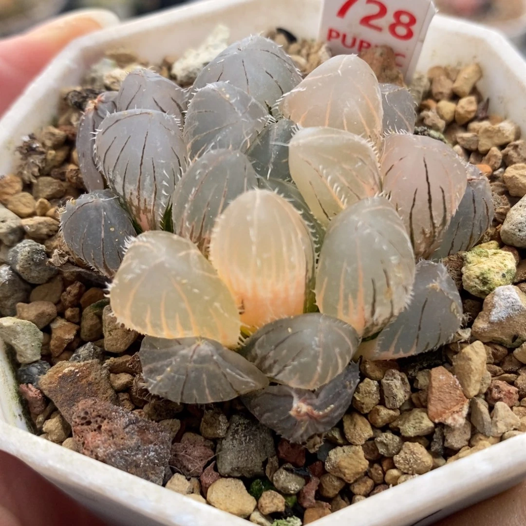 728实生玉露锦一物一拍