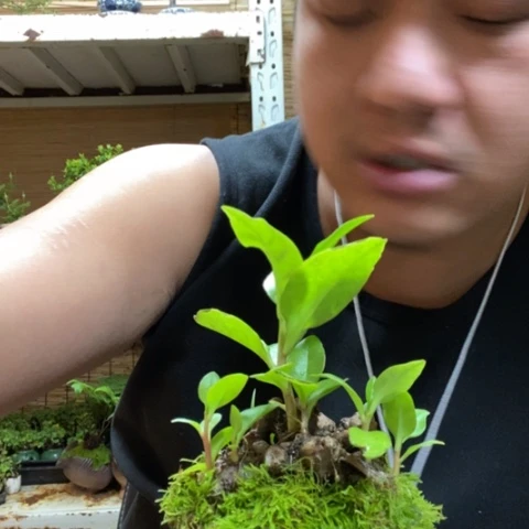 红陶小*麒一物一拍所见即所得148