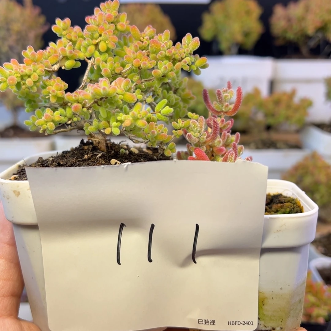 蜜橘冰晶组111➕小惊喜