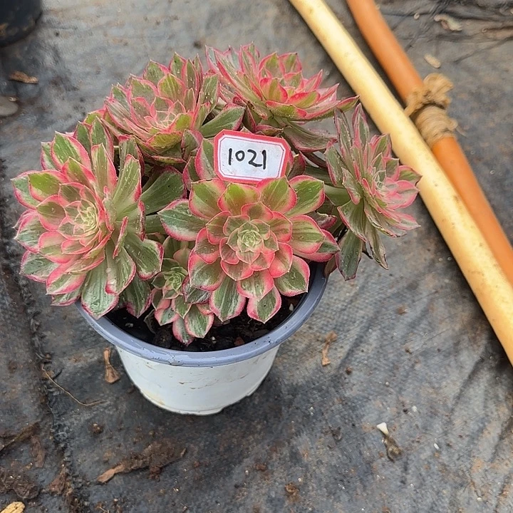 辉***g精品多肉植物1021