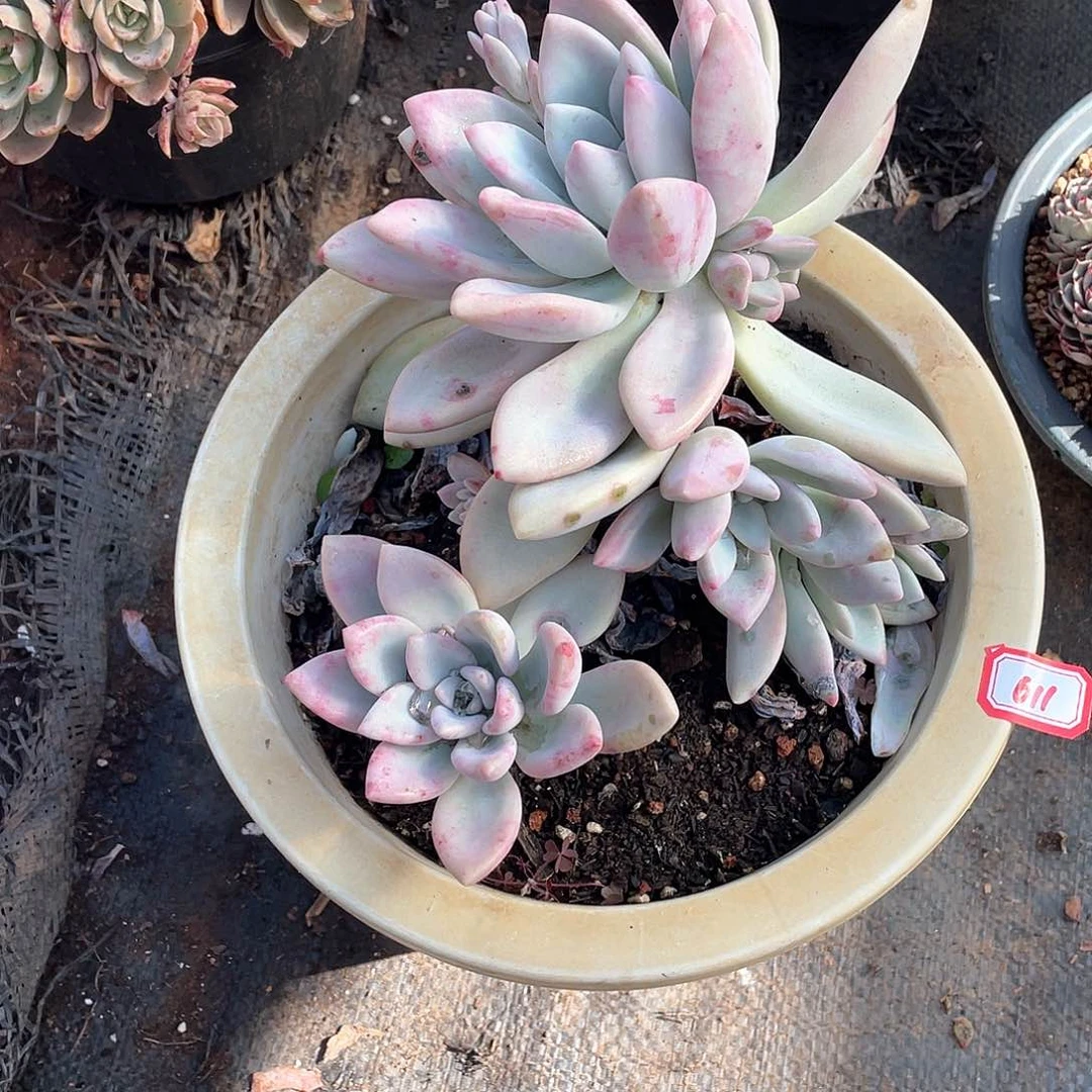 611奥普年尾清货一物一拍多肉