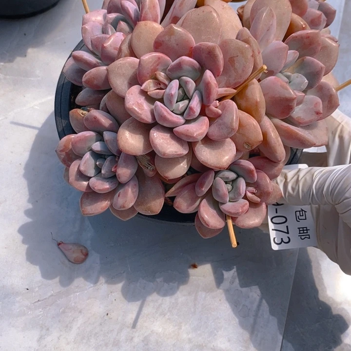 夏悦多肉0429-73白鹭