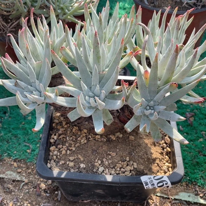 65号奥罗拉多肉植物