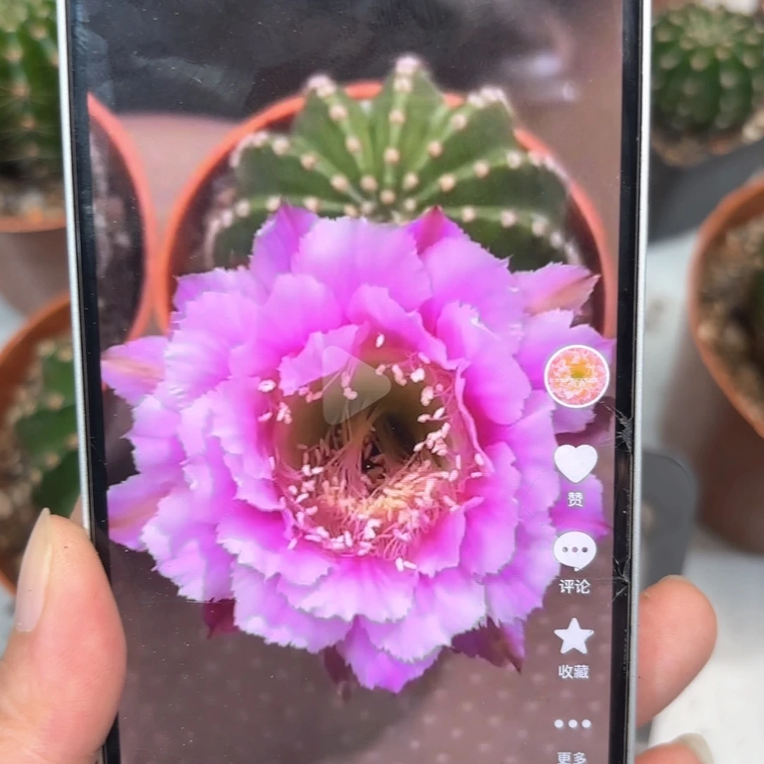 彩草青青紫羽6公分左右