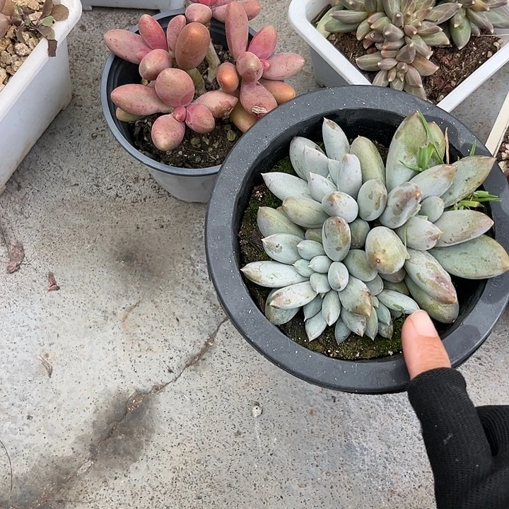 哥特5567788888899¥@库