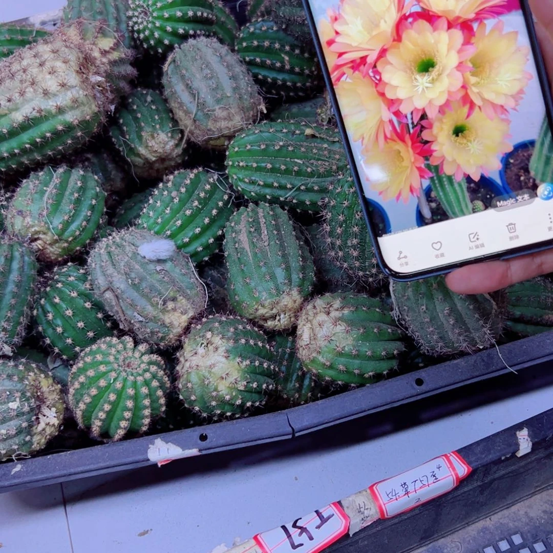 下39毛法三斑点2个歪无根侧芽4公分左右20包邮