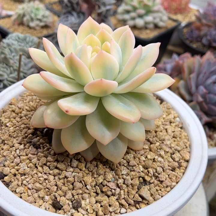 橙梦露锦 夏鸣园艺