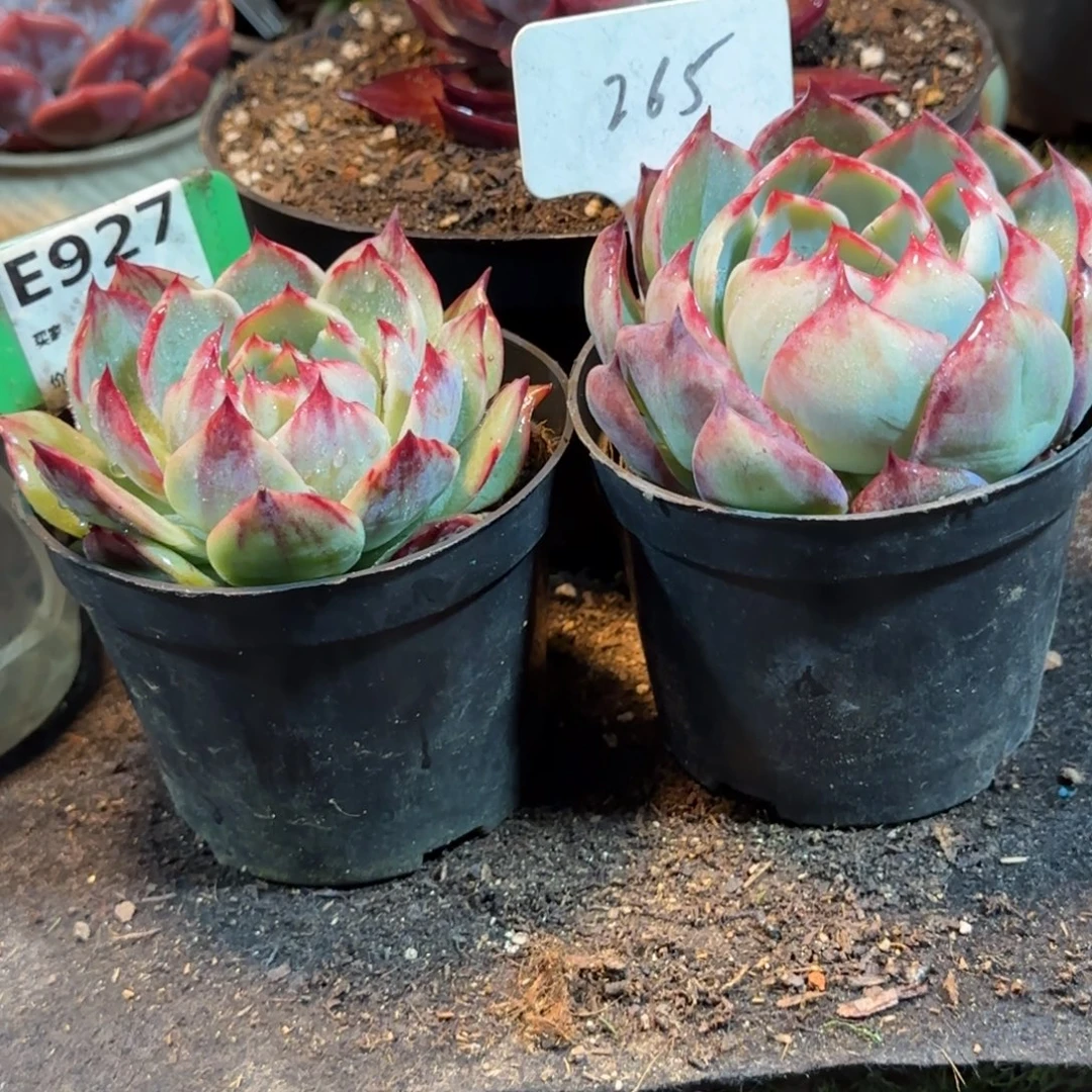 存***姐927265 惊鸿一物一拍包装收缩花旱