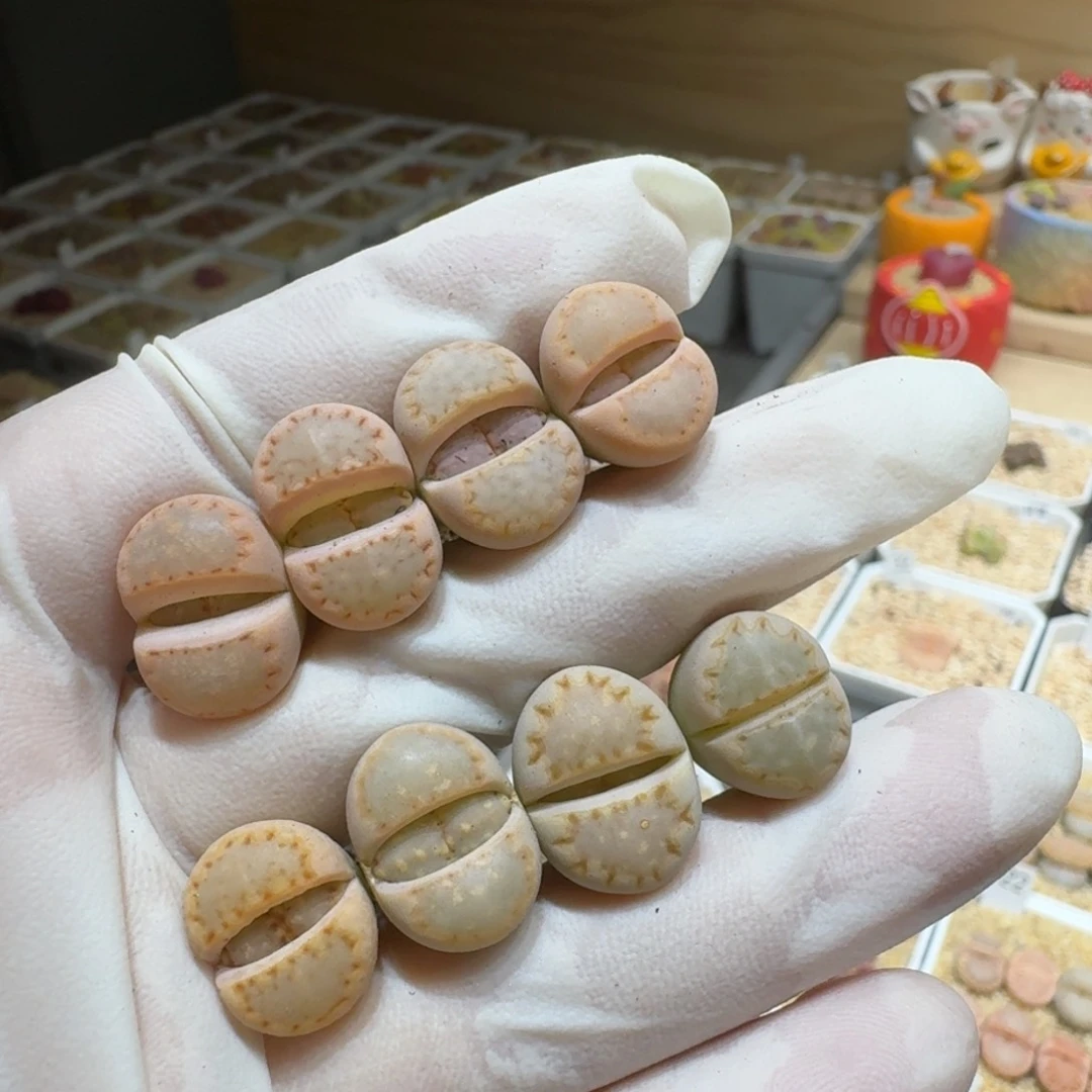 煮**茶0217-48饼干编号24