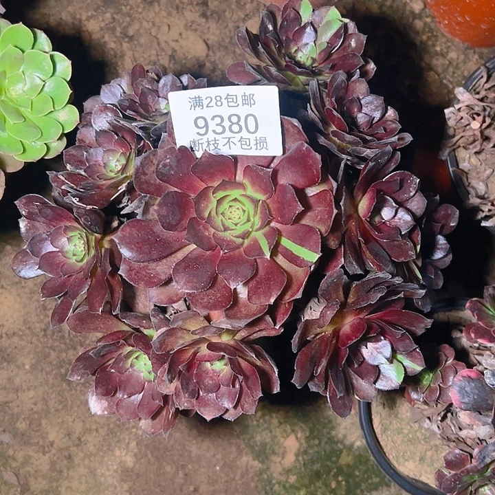 相***沫9380黑美人多肉植物