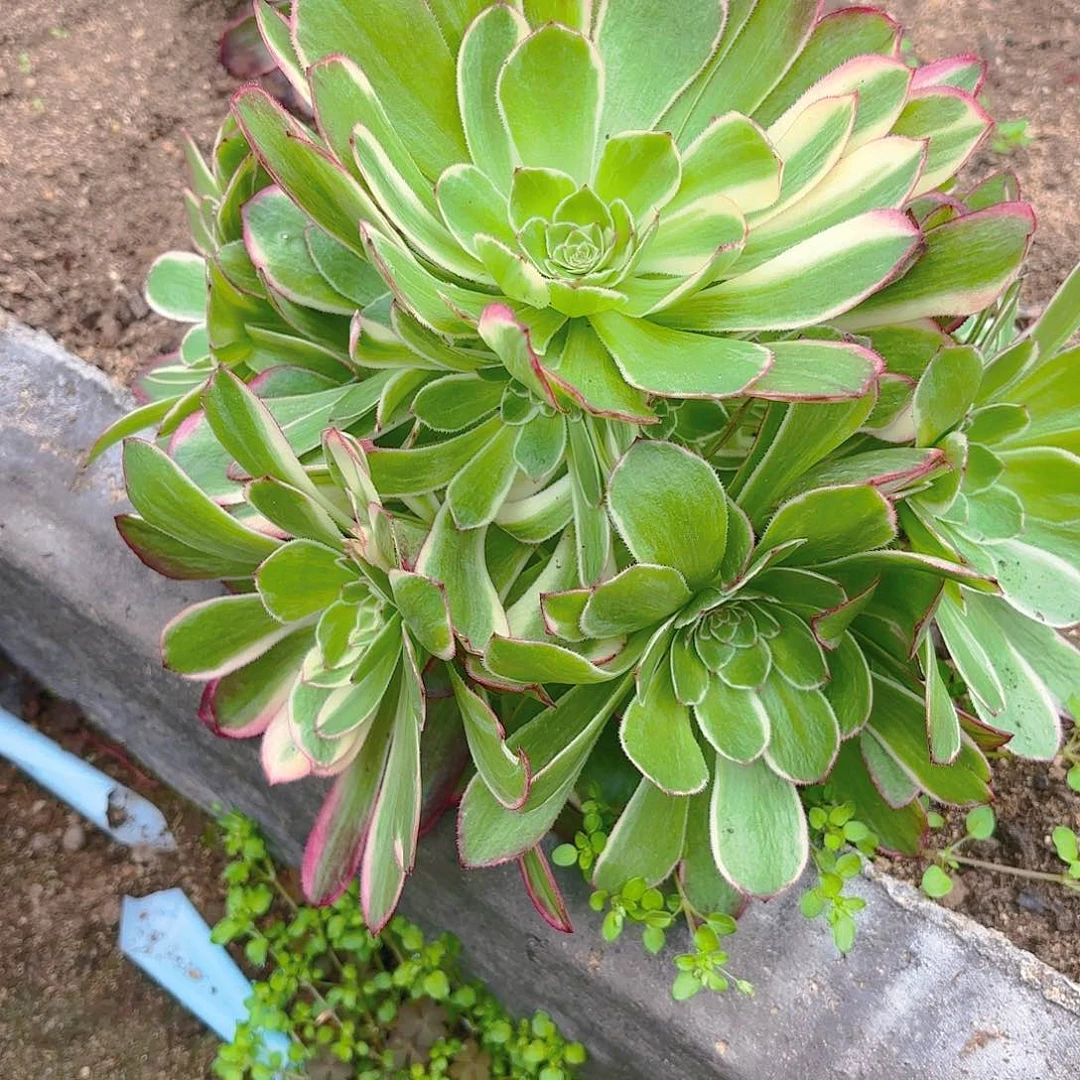 海王多肉植物二号手捧