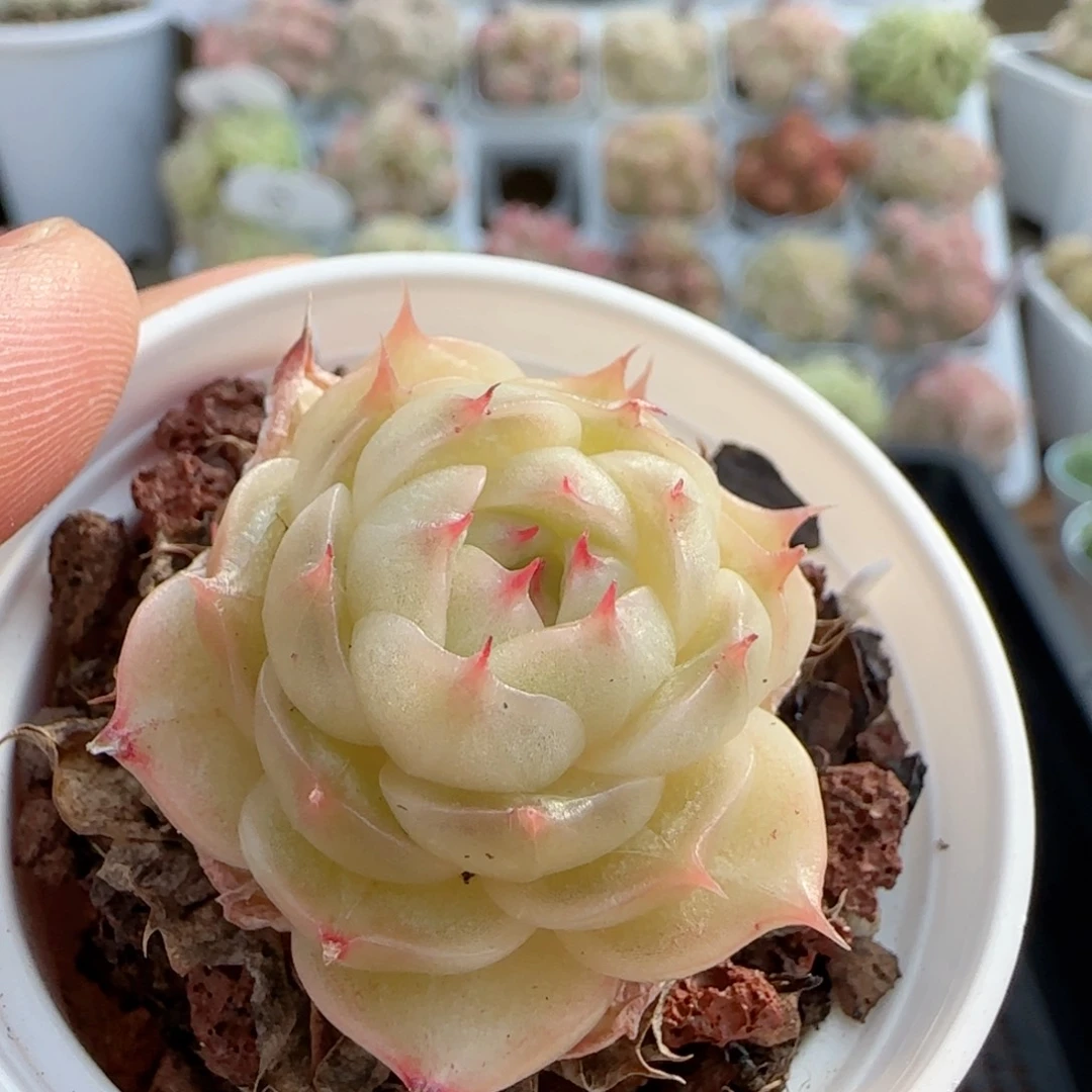 【闪购商品】0118-60海王