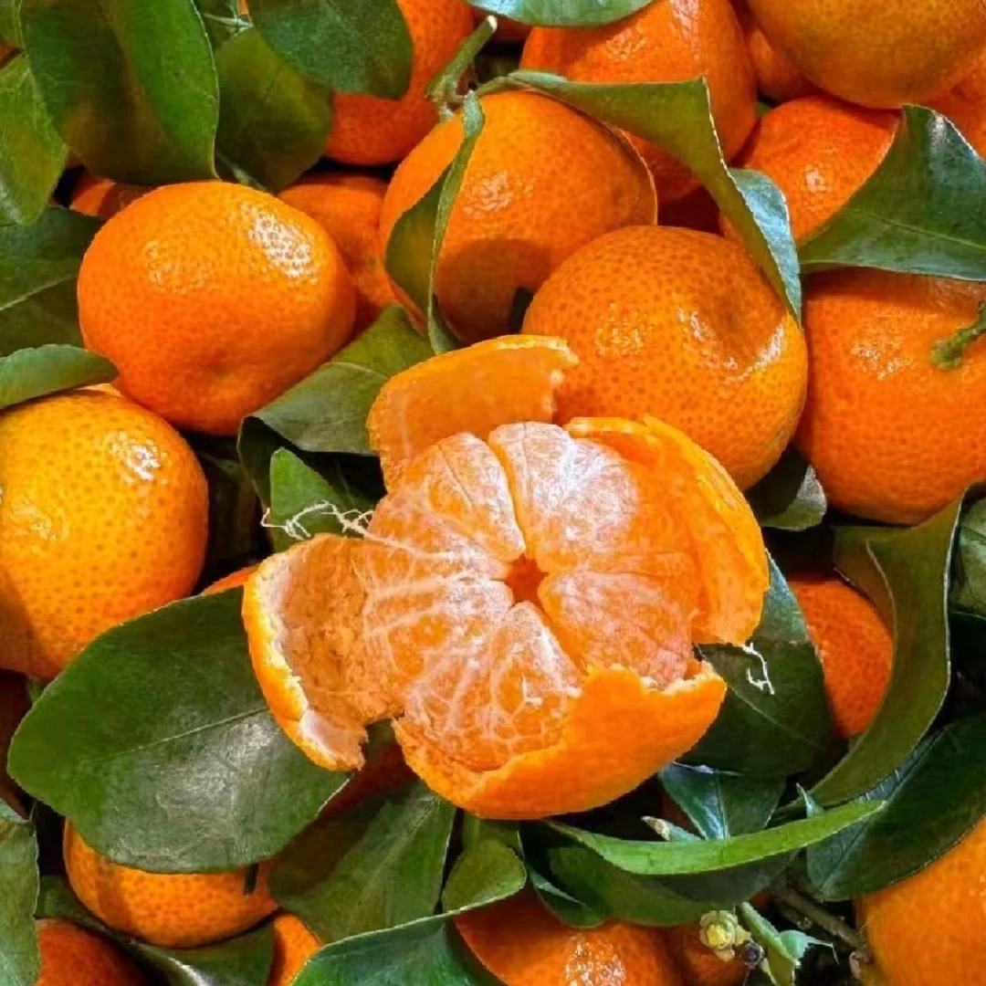 金秋砂糖橘 500g四川省