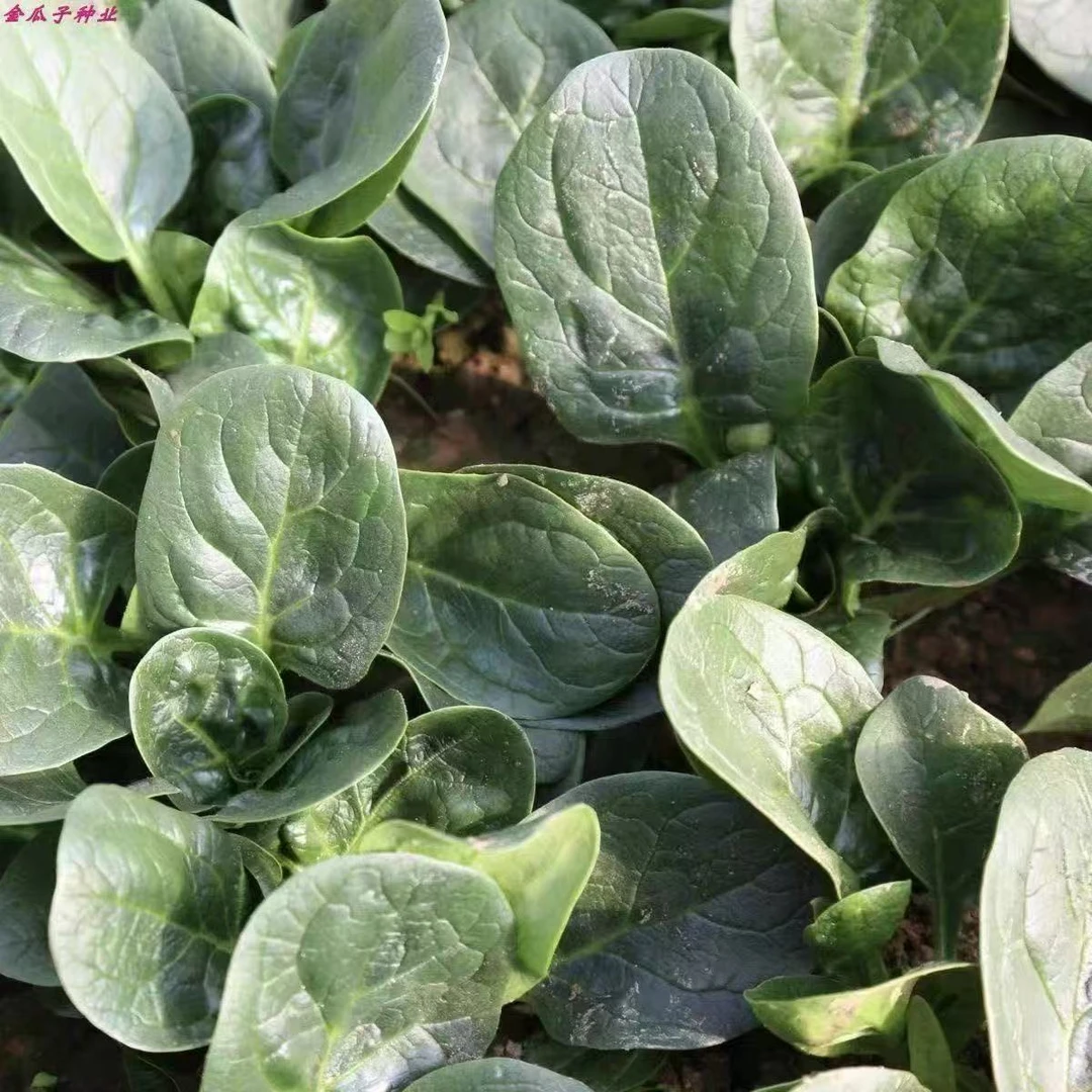 农家自种趴地菠菜现挖现发