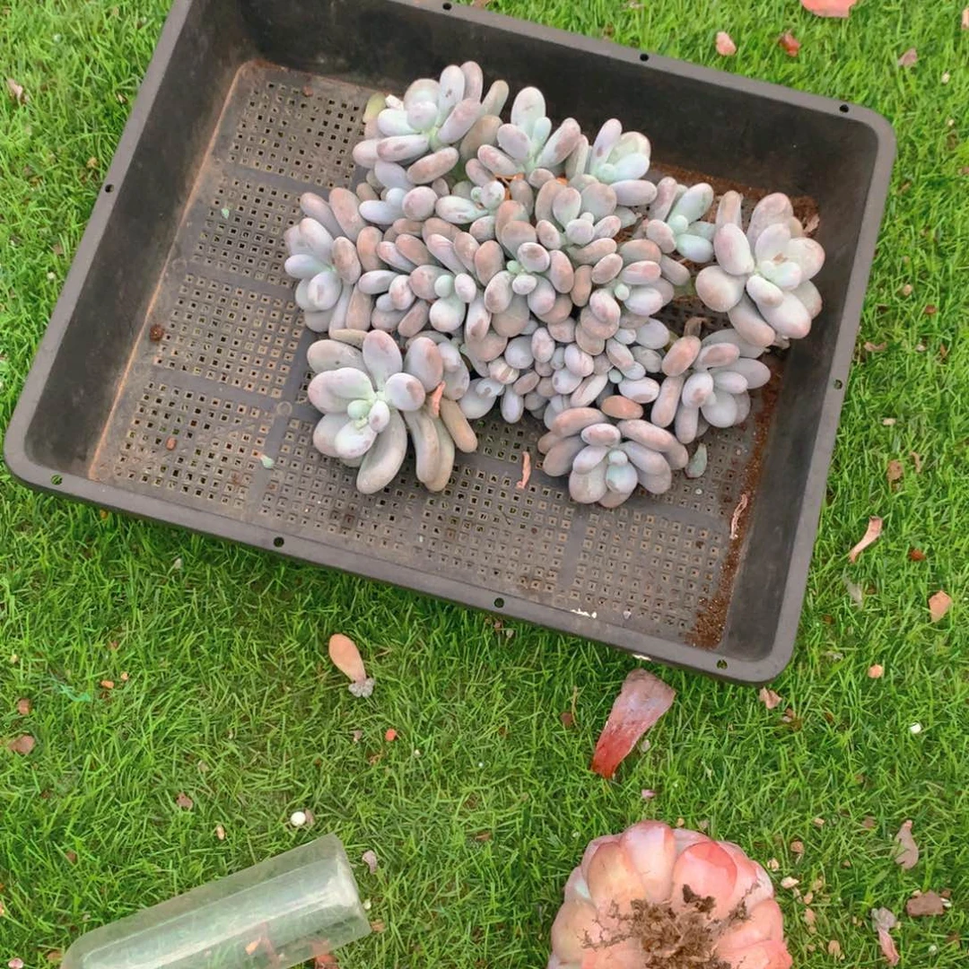 夏***乖1橙子1111111111111111