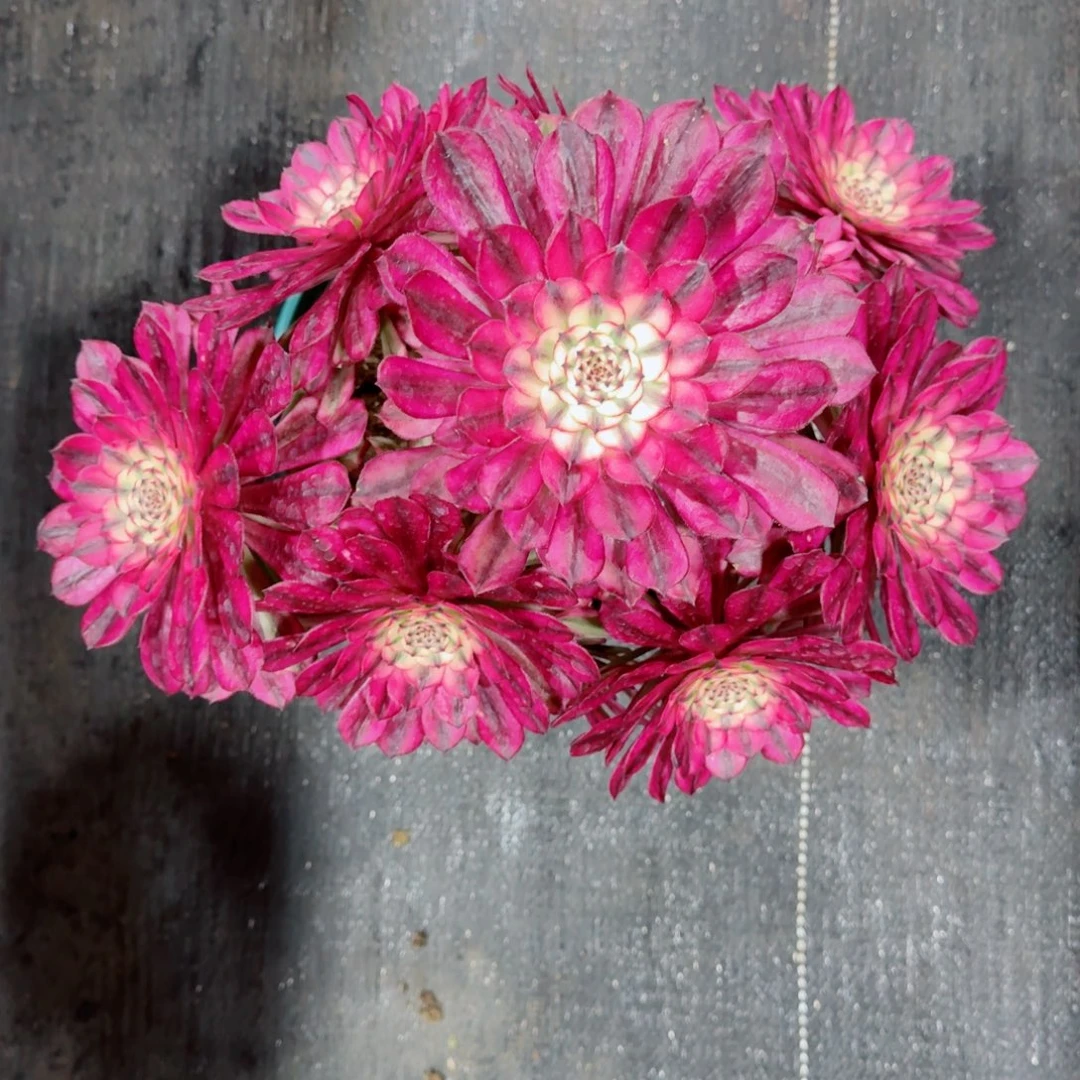 多肉植物发货发货