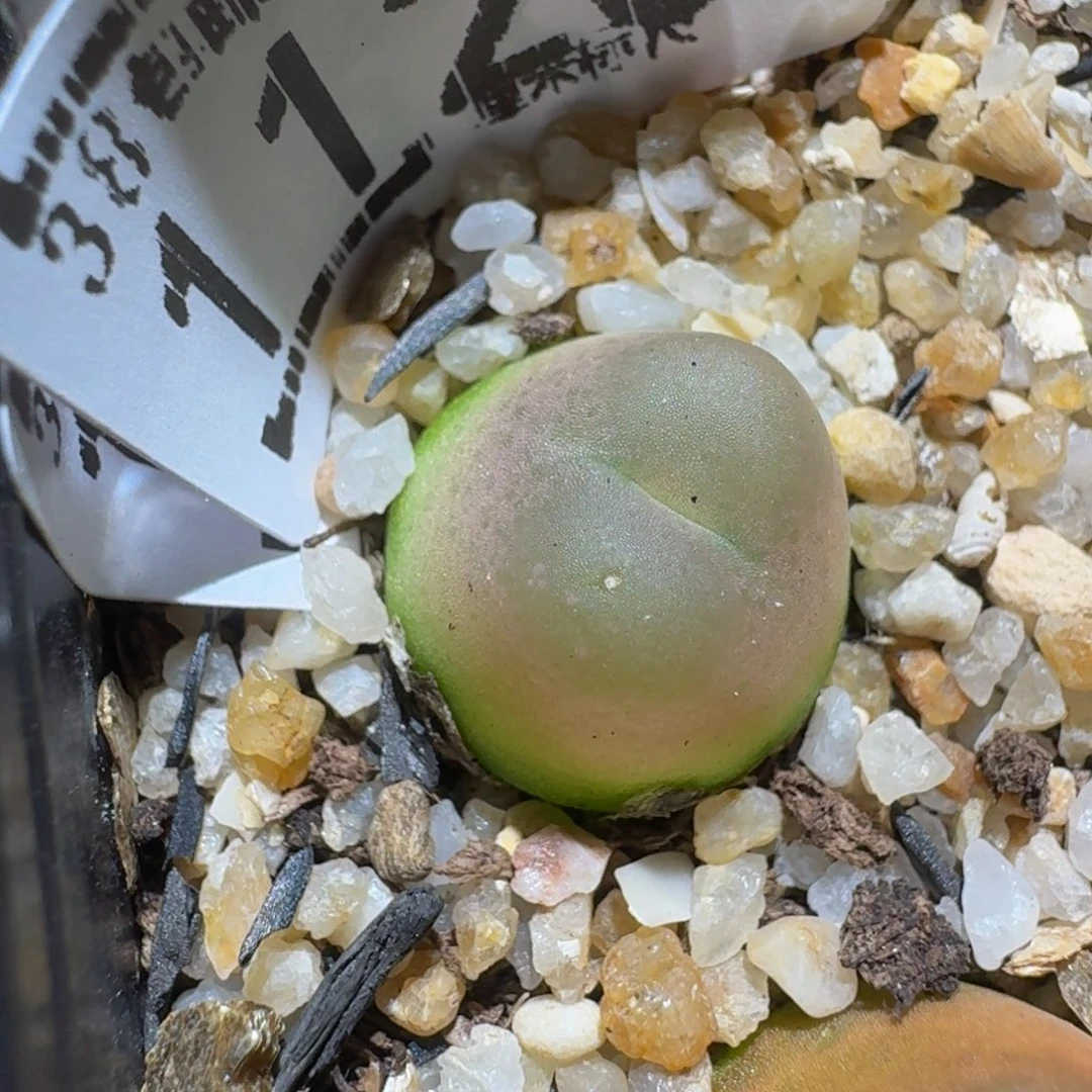 zzzz生石花肉锥1125疤特