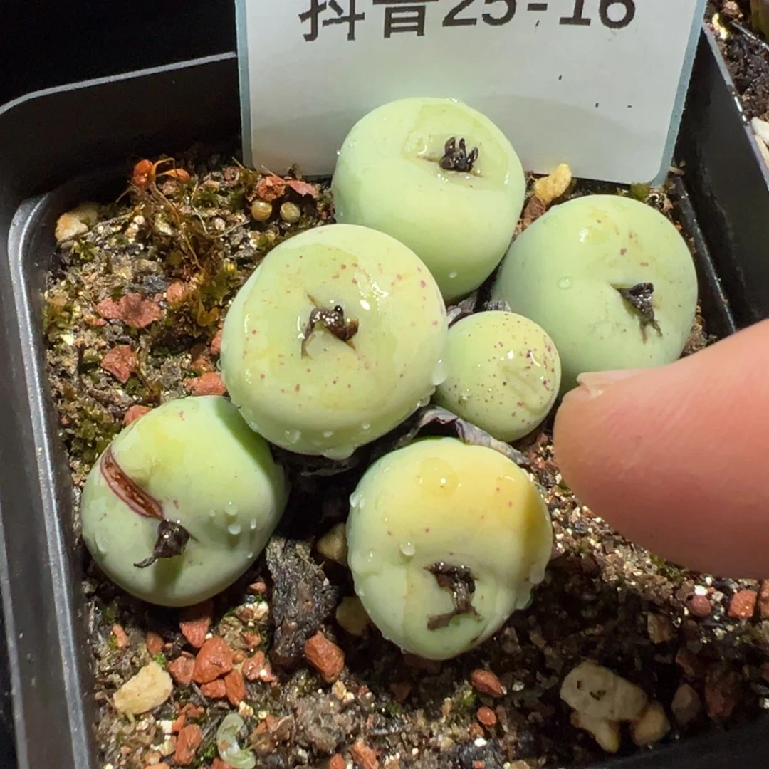 25-16肉锥多肉植物