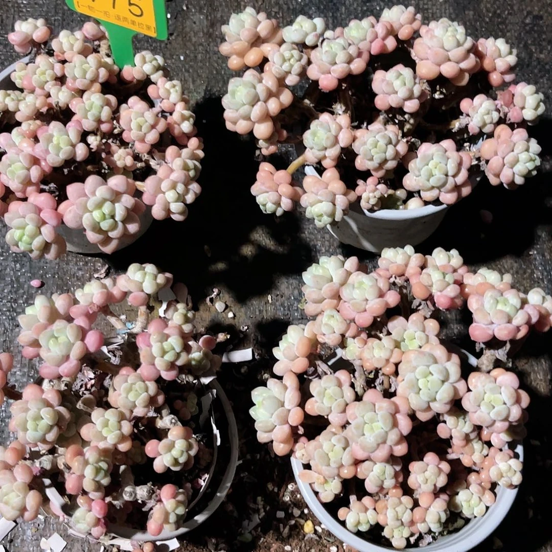婷***Z云尘多肉一物一拍975