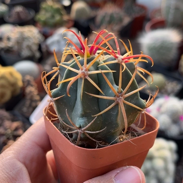 仙人球一物一拍实生