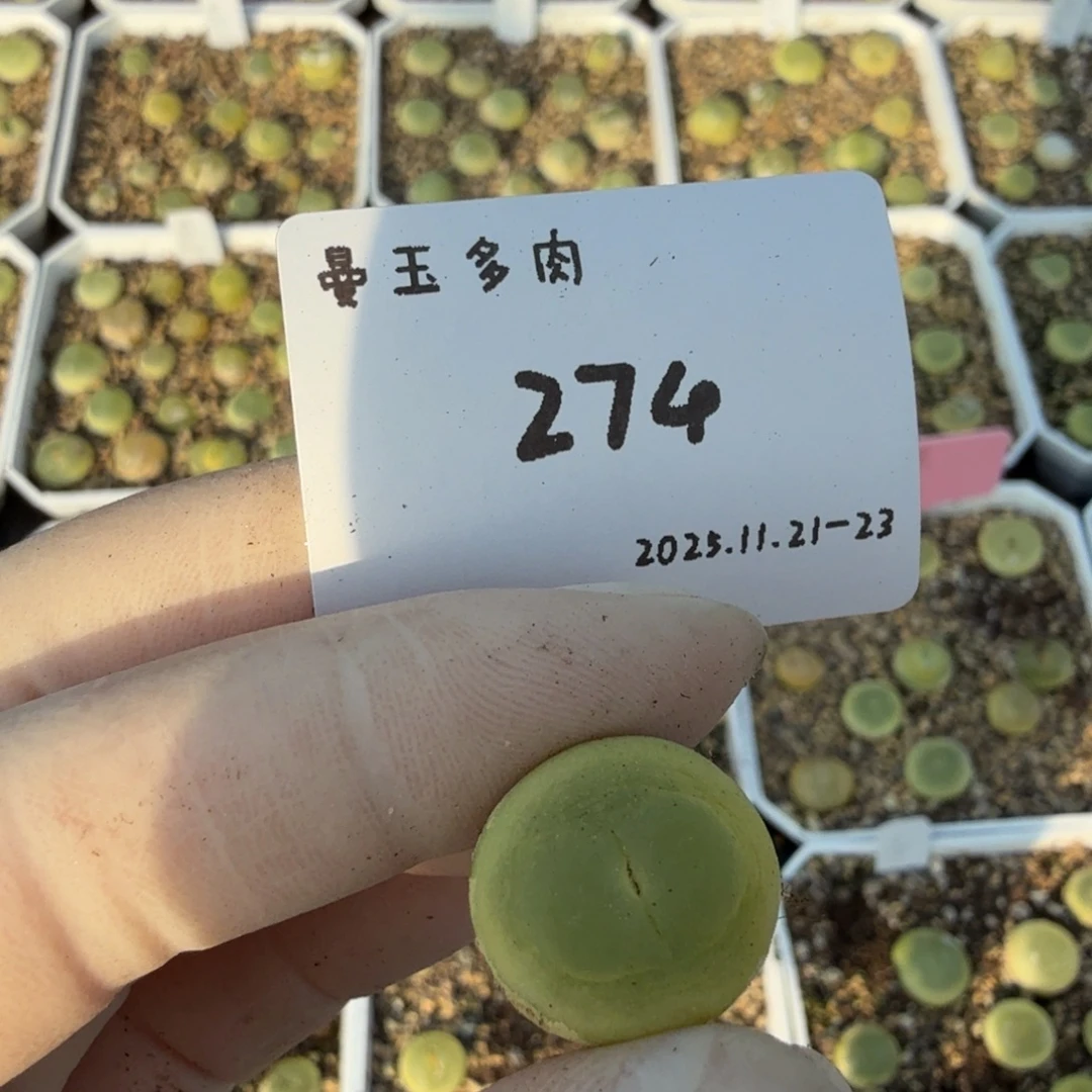 静***凶多肉多肉多肉11-274