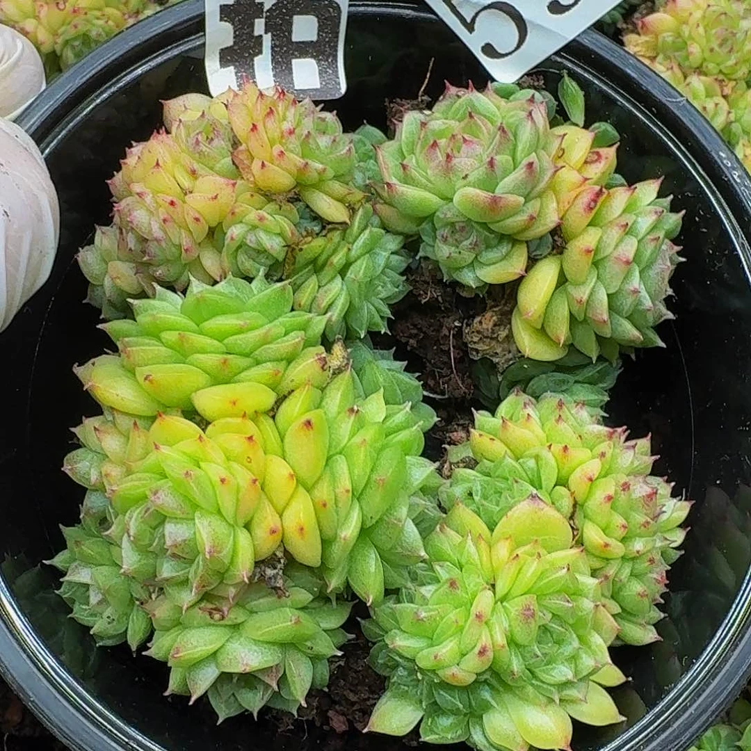 双十一多肉植物59量拍