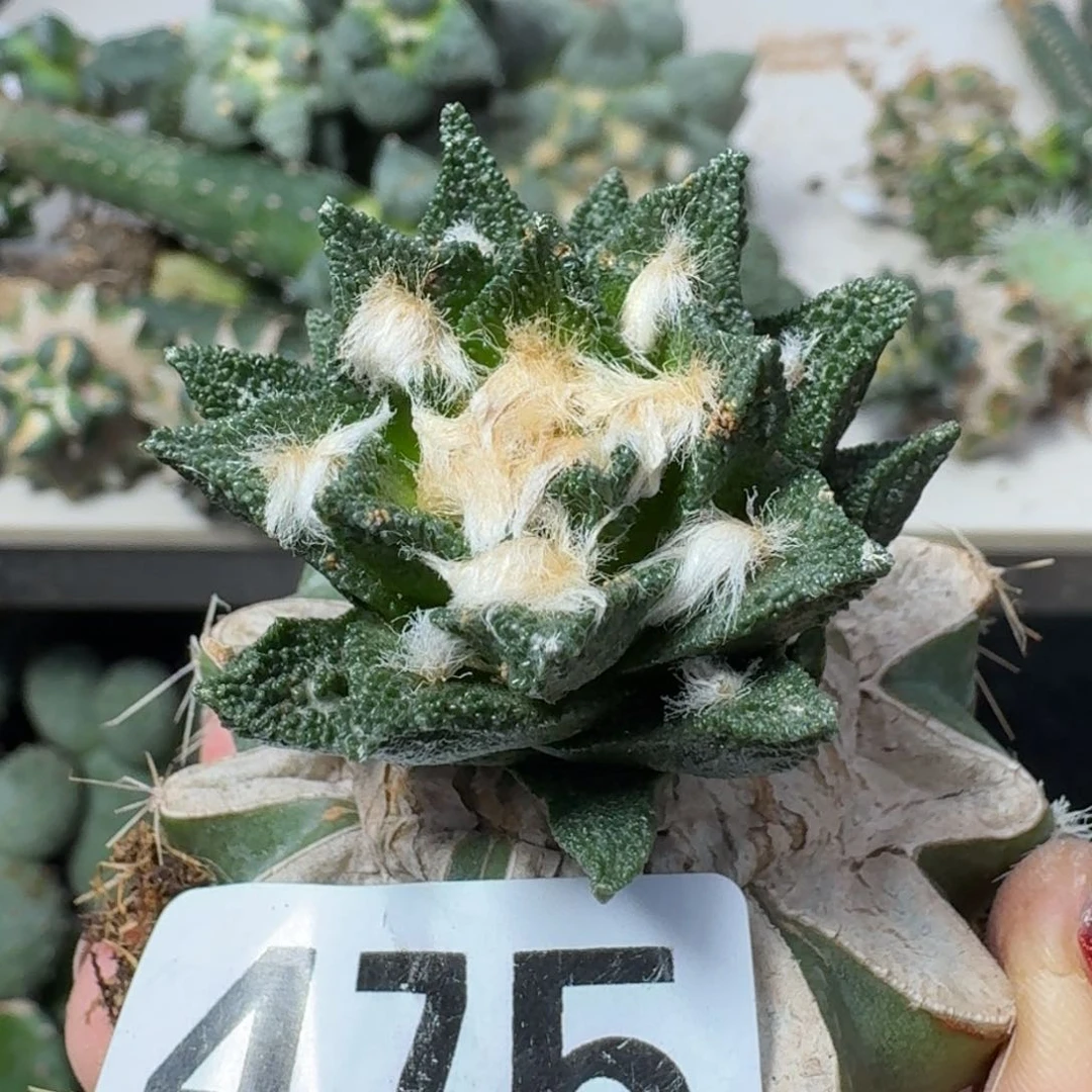 【闪购商品】无花朵纯种龙角牡丹475