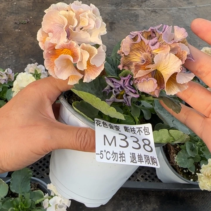 *****无花朵M338角堇小苗一物一拍默认苗晃