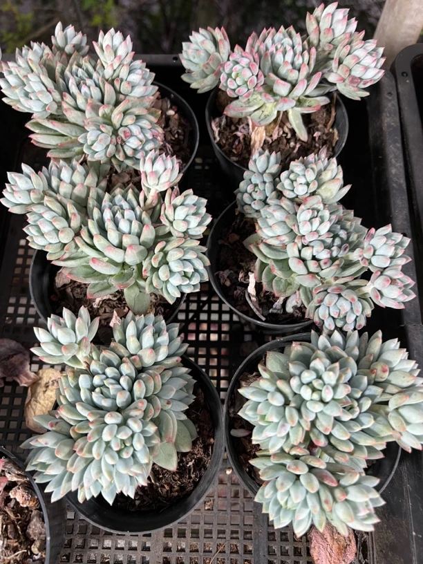 【明珠 满九块九包邮】阳台办公室庭院老桩盆栽多肉植物