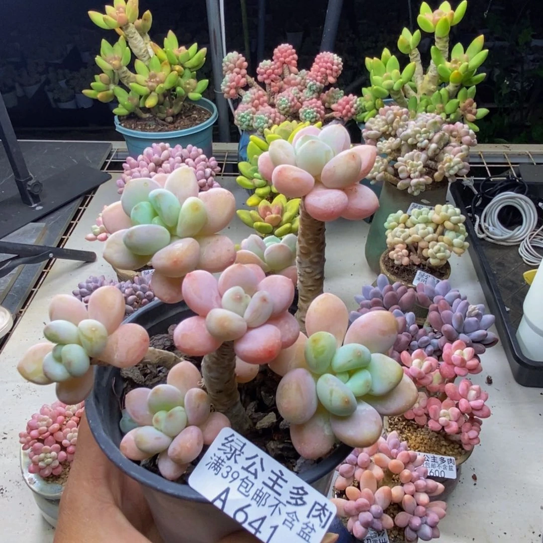 641橘子香水多肉9c m