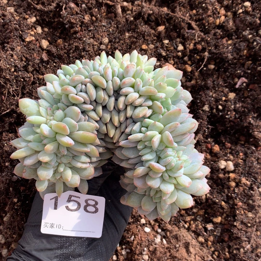 有瑕疵不退不换 158号新疆西藏内蒙古不包邮